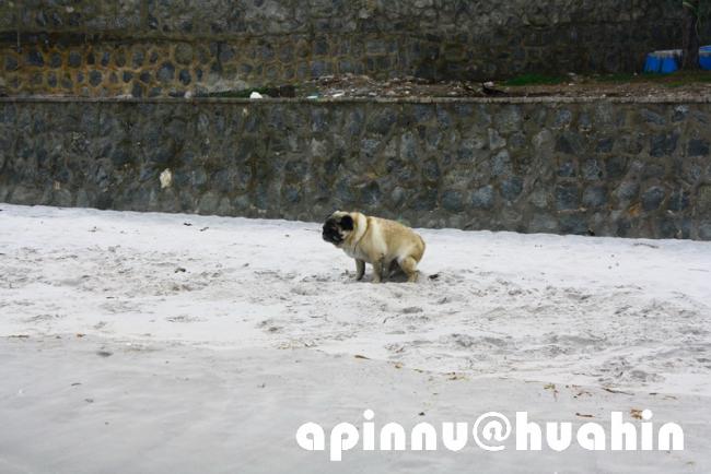apinnu120.jpg